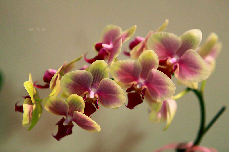 190030p99tsirtrqotre0y.jpg