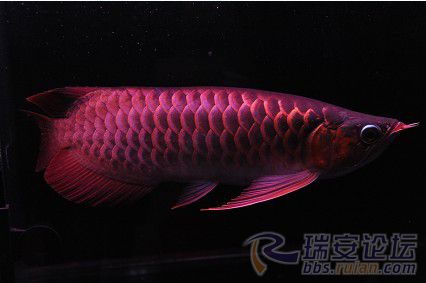 什么是龙鱼黑身 142851i6muzpf6rmufugj2.jpg