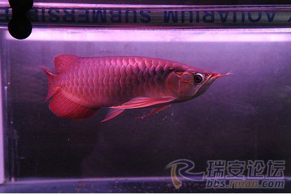 什么是龙鱼黑身 142852zzf3laqwfl3g896q.jpg