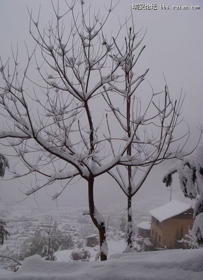 过年哪里会下雪 09013011329d91fd6fdc071c11.jpg